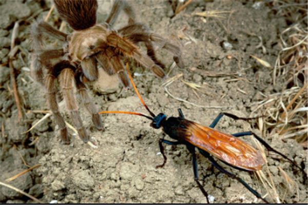 世界十大恐怖毒虫，黑寡妇蜘蛛位列榜单第一