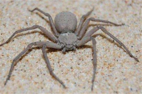 世界十大恐怖蜘蛛：黑寡妇蜘蛛第二，巴西漫游蜘蛛名列榜首