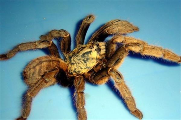 世界十大恐怖蜘蛛：黑寡妇蜘蛛第二，巴西漫游蜘蛛名列榜首