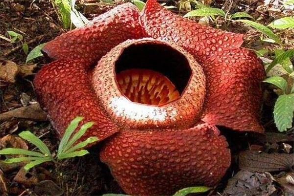世界十大最神奇的植物大全，食人花排第一名