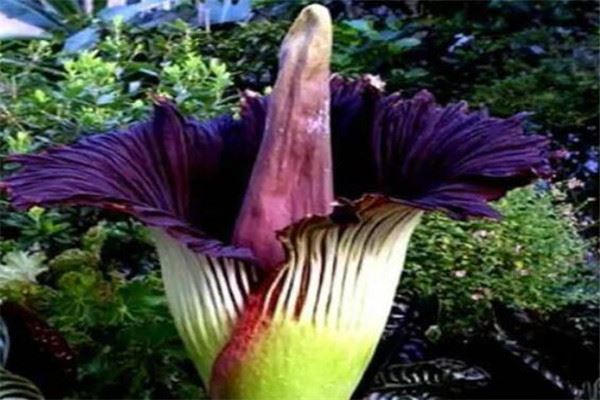 世界十大最神奇的植物大全，食人花排第一名