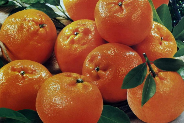 中国十大柑橘之乡，黄岩县位居第一名