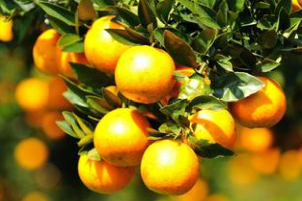 中国十大柑橘之乡，黄岩县位居第一名