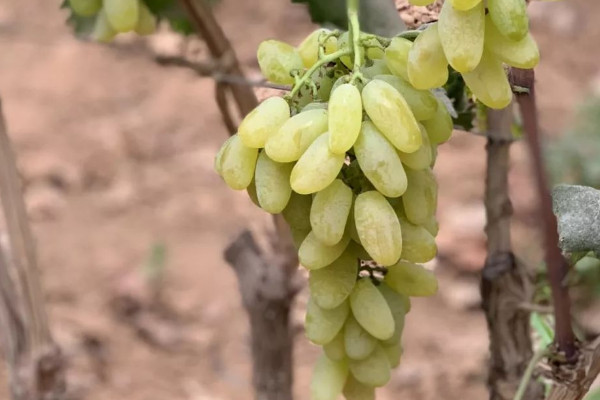 最贵的葡萄是什么品种？最贵的八种葡萄品种