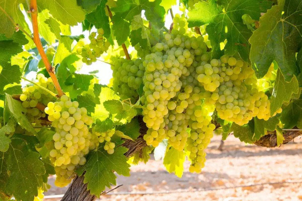 最贵的葡萄是什么品种？最贵的八种葡萄品种