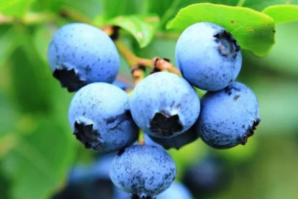 蓝莓品种排行榜，蓝莓排名前十的品种