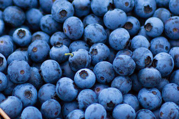 蓝莓品种排行榜，蓝莓排名前十的品种