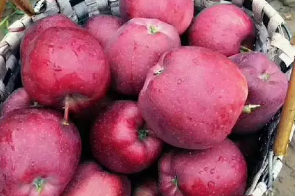 高档苹果的品种有哪些？苹果种类排行榜前十名