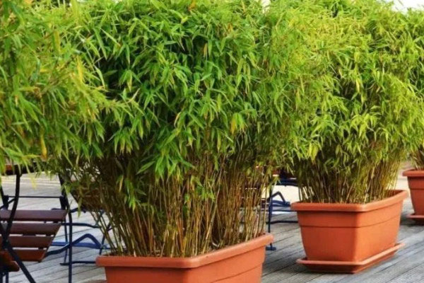 竹子名贵品种有哪些？十大名贵竹子品种图片