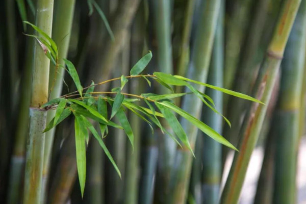 竹子名贵品种有哪些？十大名贵竹子品种图片