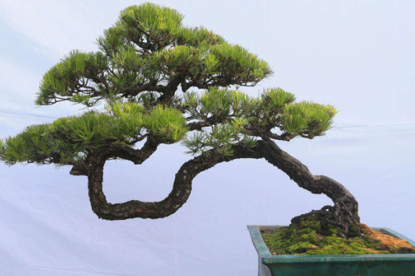 中国最贵的十大盆景，高档盆景树种有哪些？