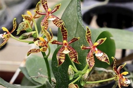 盘点十大常见的蝴蝶兰品种，斑点蝴蝶兰居榜首