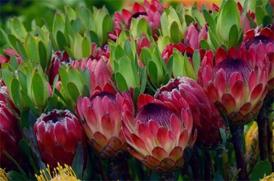 盘点常见的十大帝王花，帝王花品种及图片