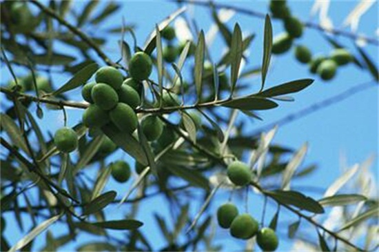 橄榄花的品种有多少种？盘点十大不同橄榄花