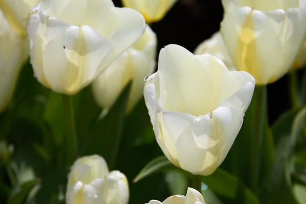 世界上花语最干净的花：郁金香上榜，睡莲居首位