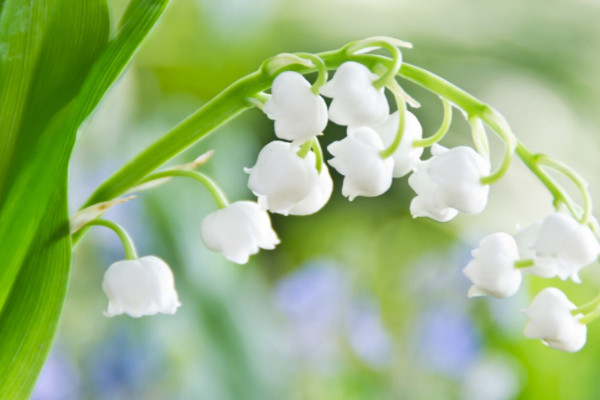 世界上花语最干净的花：郁金香上榜，睡莲居首位