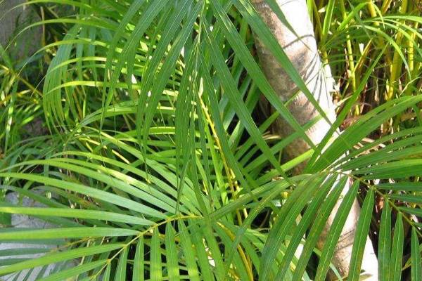 最耐阴的十大室内植物：棕竹上榜，一叶兰位列第一