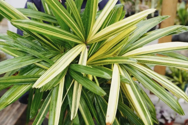 最耐阴的十大室内植物：棕竹上榜，一叶兰位列第一