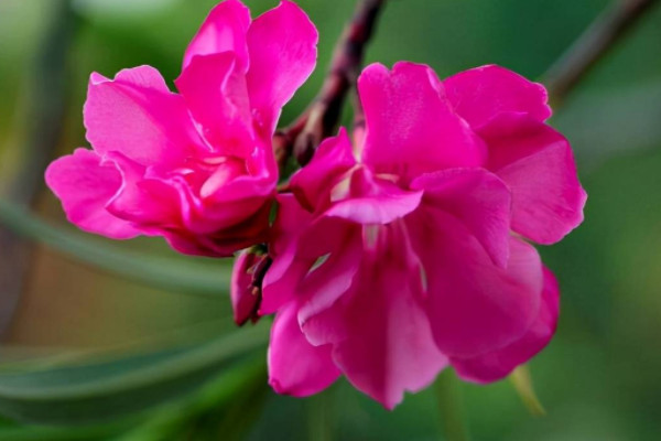 世界十大最美的毒花，世界上最漂亮最毒的花