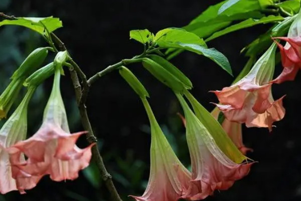 世界上十大毒花的花语：曼陀罗花语是黑暗