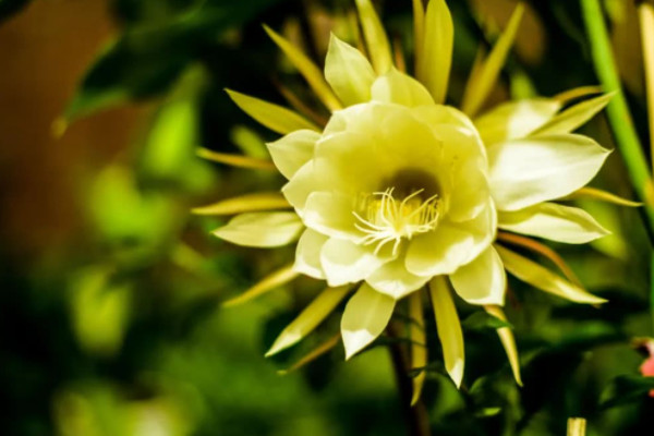 世界上最悲伤的十种花的花语图片：彼岸花代表绝望的爱
