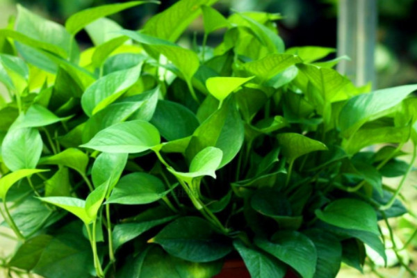 除甲醛十大排名植物：白掌绿萝吊兰全部上榜