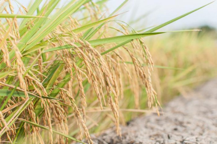 世界十大稻米生产国，中国印度包揽前两名