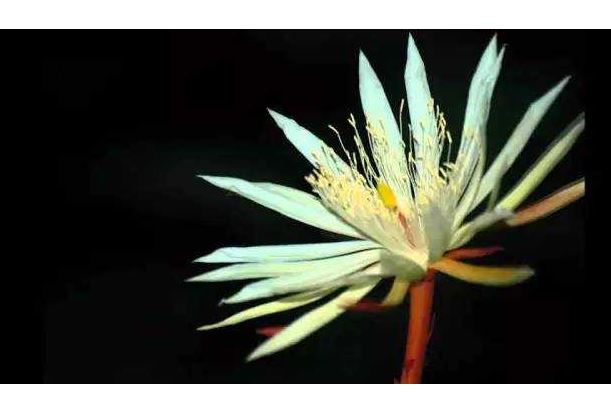 世界十大最稀有的花：第八臭气熏天，睡火莲及其罕见