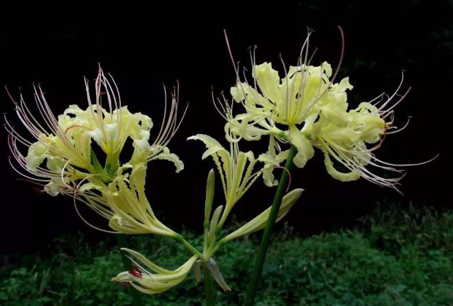世界十大最稀有的花：第八臭气熏天，睡火莲及其罕见