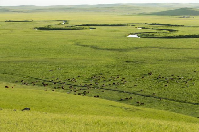 世界十大草原之最排行榜，欧亚草原总面积最大