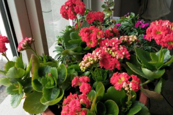 阳台养十种花最好旺财：阳台放什么植物最旺财？
