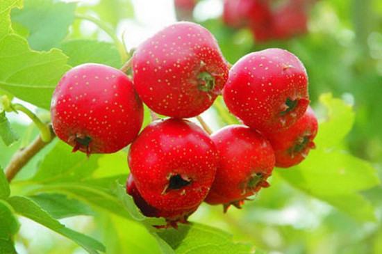 冬天成熟的十种水果，冬天最具代表性的水果