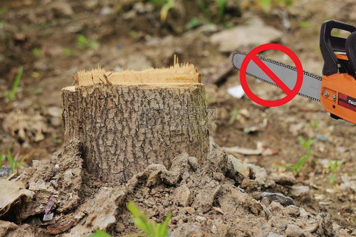 保护树木的十种方法：禁止乱砍滥伐排第一位