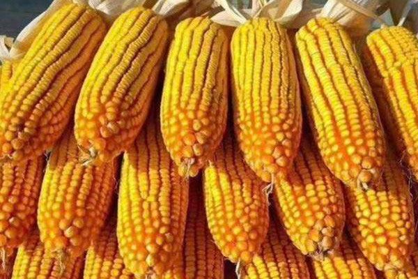 夏玉米品种前十名：夏玉米什么品种产量高