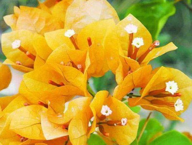 十个最漂亮三角梅品种，什么三角梅的花最好看？
