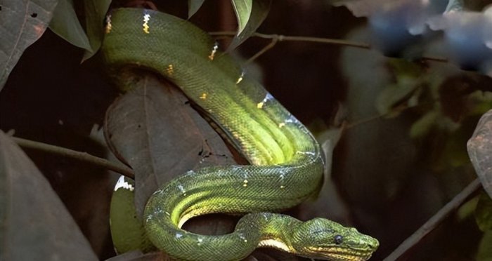 世界上最友好的看家蛇：四鳗青蛇会看家护院，充当保姆