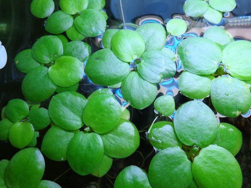 十种常见的水生植物：睡莲上榜，圆心萍位列第一