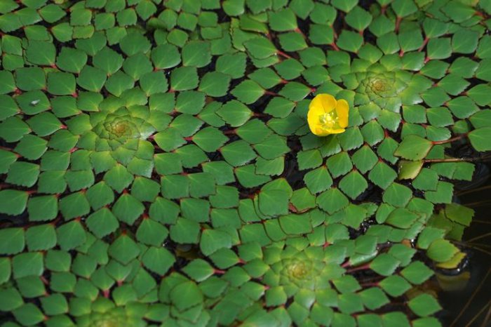 十种常见的水生植物：睡莲上榜，圆心萍位列第一