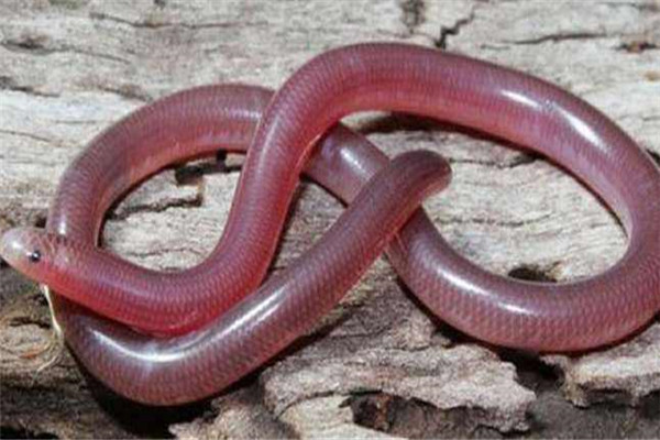 世界上最短小的蛇：盲蛇不会超过30公分