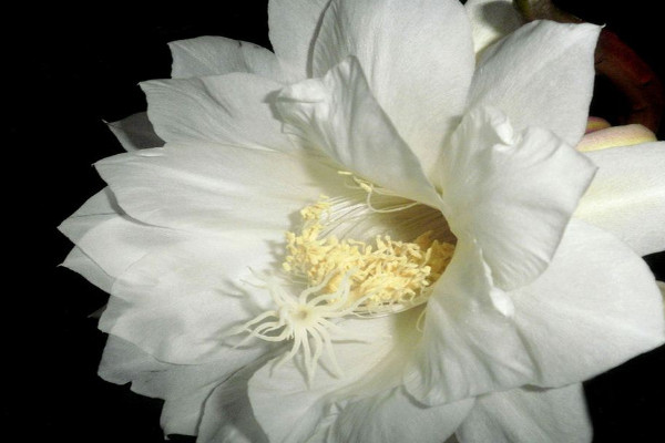 世界上10大最悲伤的花：彼岸花上榜，双生花第一