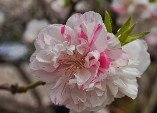 观赏桃花十大品种：寿星桃花上榜，绛桃排榜首