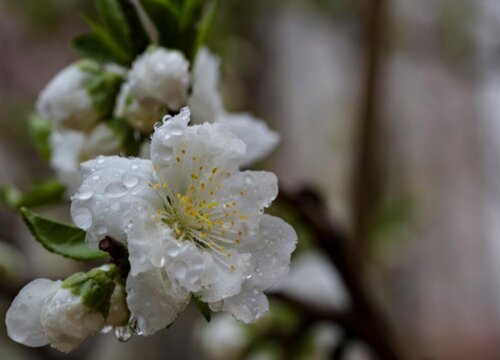 观赏桃花十大品种：寿星桃花上榜，绛桃排榜首