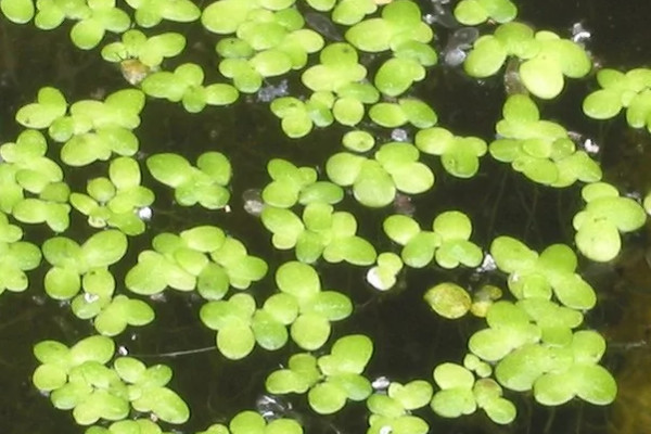 常见的浮水植物有哪些？十种浮水植物