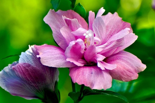 秋天最美的十种花：紫薇花第二，蓝眼菊第一