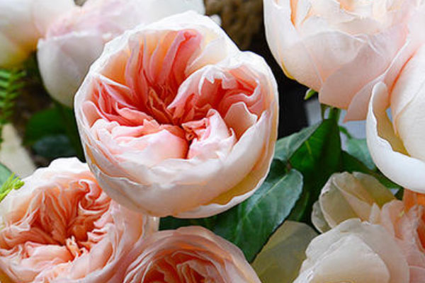 世界上最贵的花是什么花：朱丽叶玫瑰卖出2695万元天价
