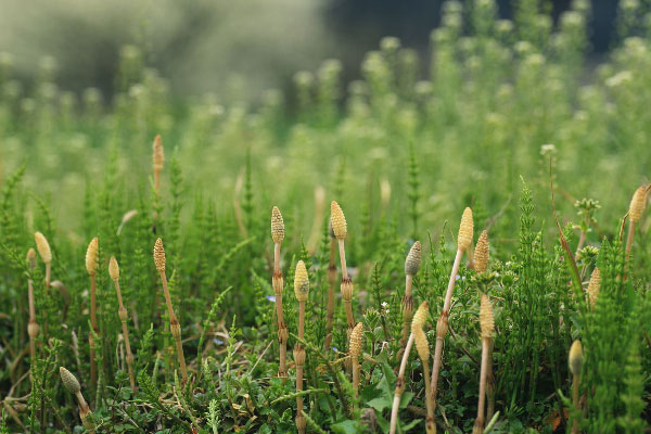 世界上最有趣的草：会走路的卷柏草你见过吗？