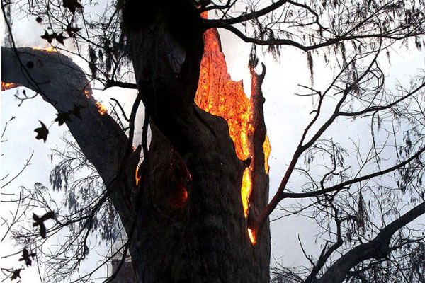 世界上最不怕火烧的树木：海松可做烟斗
