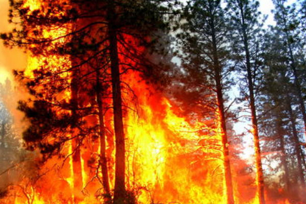 世界上最不怕火烧的树木：海松可做烟斗