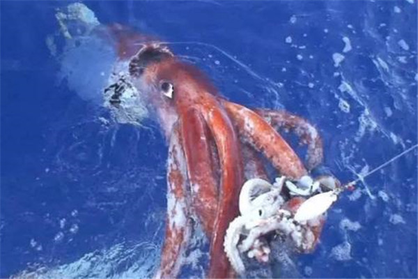 世界上最恐怖海洋动物有哪些：大王具足虫上榜