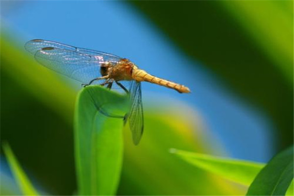 世界上最快的昆虫是什么：澳大利亚蜻蜓速度达58千米/小时